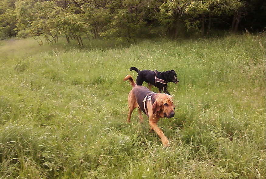 Fung und Beagan am 03.06.2013