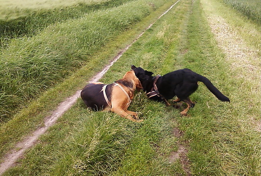 Fung und Beagan am 03.06.2013