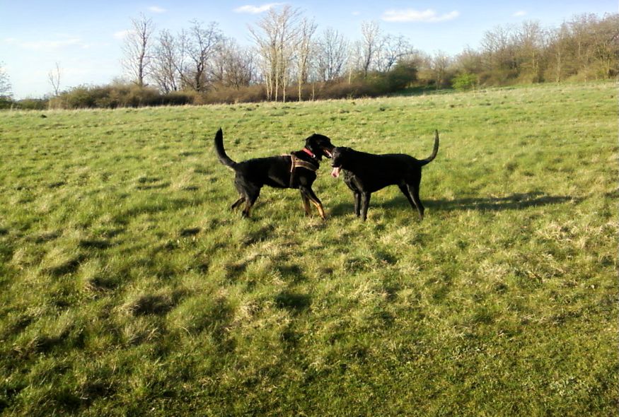 Beagen und Lucky am 07.04.2016