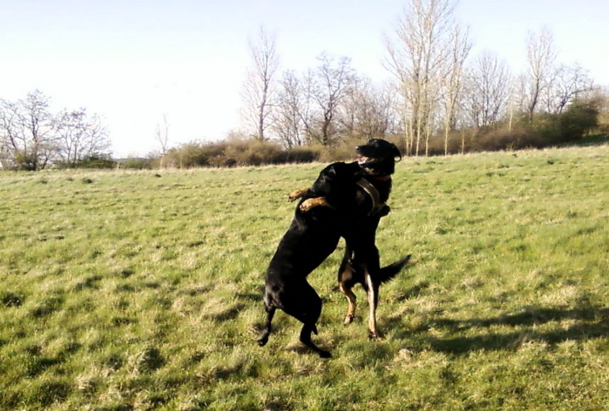 Beagen und Lucky am 07.04.2016