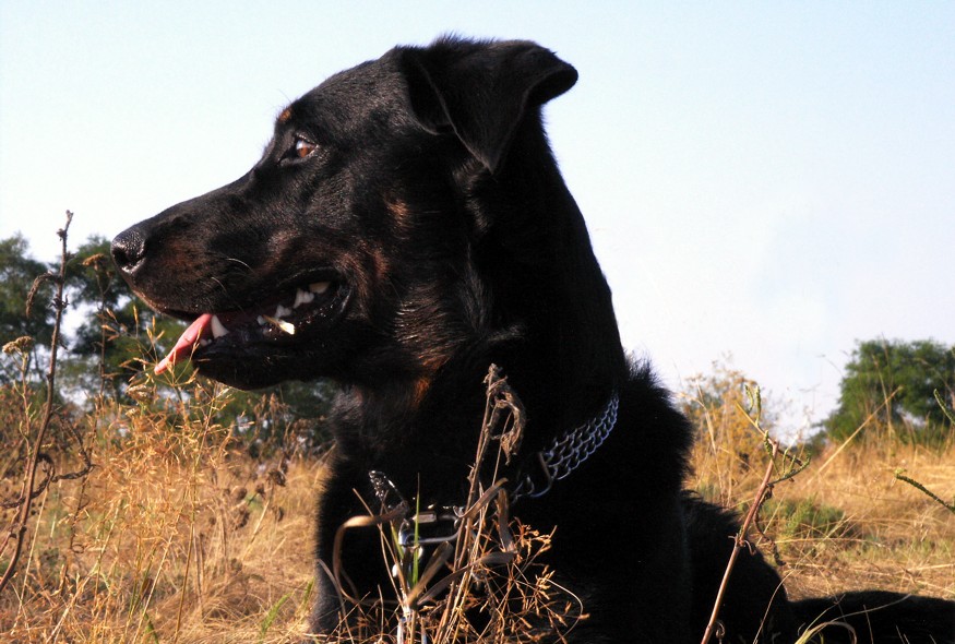 Beagan am 05.08.2013