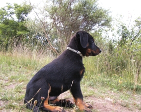 Beagan