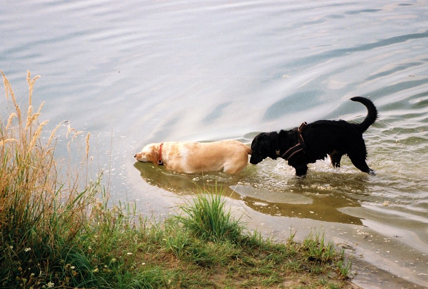 Hundefräulein!