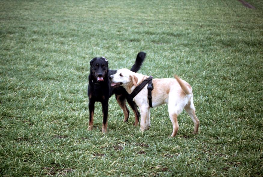 Beagan und Tarek beim Hundespiel Januar 2014
