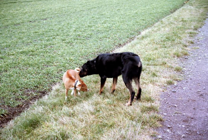 Beagan und Dori beim Hundespiel Januar 2014