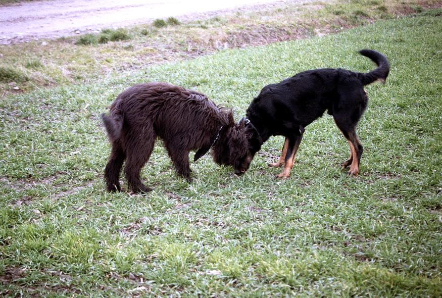 Beagan und Rammstein beim Hundespiel Januar 2014