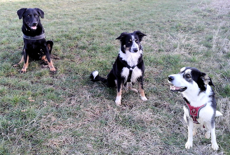 Beagan+Ellie+Kira am 28.02.2024