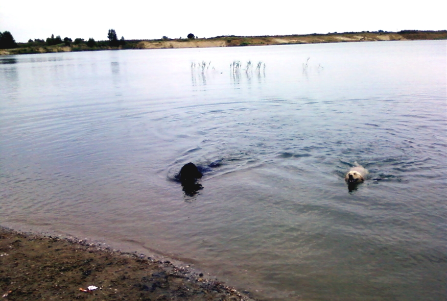 Finn und Beagan in der Sandgrube am 07.07.2014