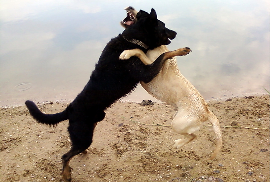 Finn und Beagan in der Sandgrube am 07.07.2014