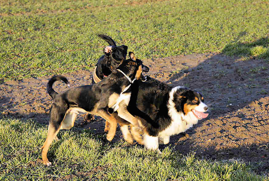 Flora, Rocco und Beagan am 19.02.2015