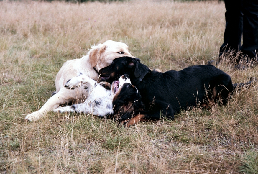 Billa, Bruno und Beagan