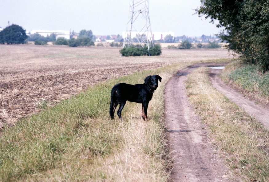 wo sind meine Kumpels? 