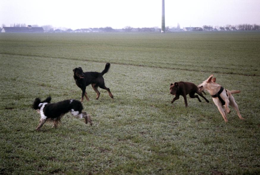 Meute beim Hundespiel Januar 2014