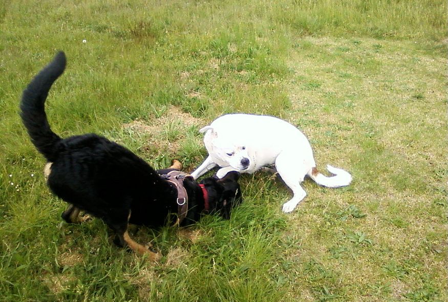 Lucy und Beagan am 17.05.2016 auf der Fliegerwiese