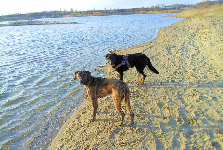 Mila und Beagan am 22.02.2020