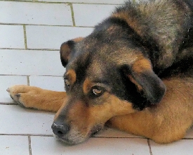 Ramon