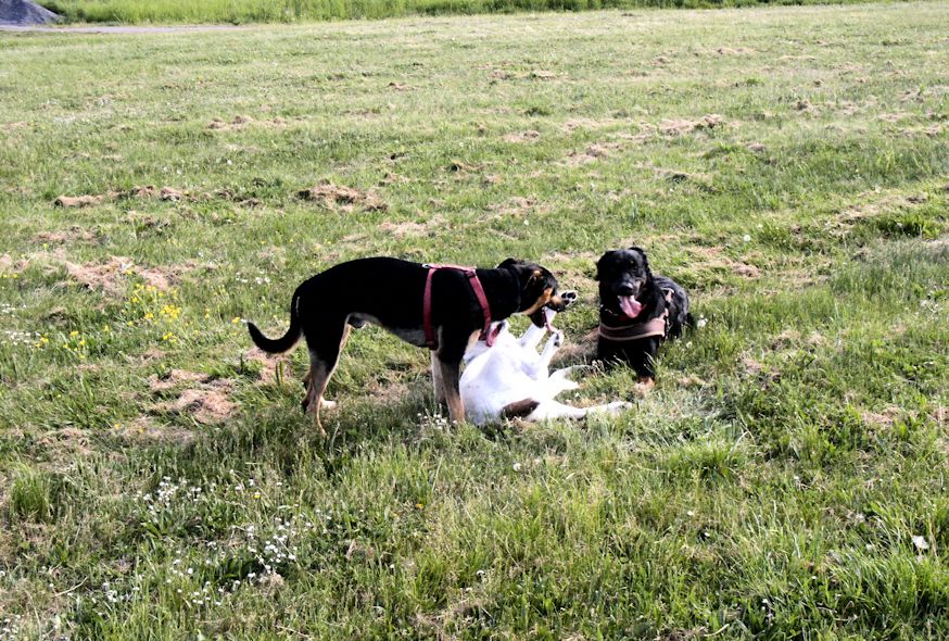 Lucy, Rocco und Beagan am 13.05.2015 