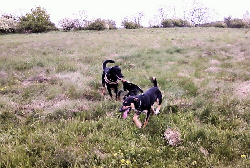 Rocco, Paule und Beagan am 03.05.2015