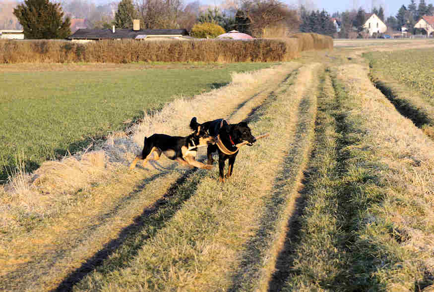 Rocco und Beagan am 19.02.2015