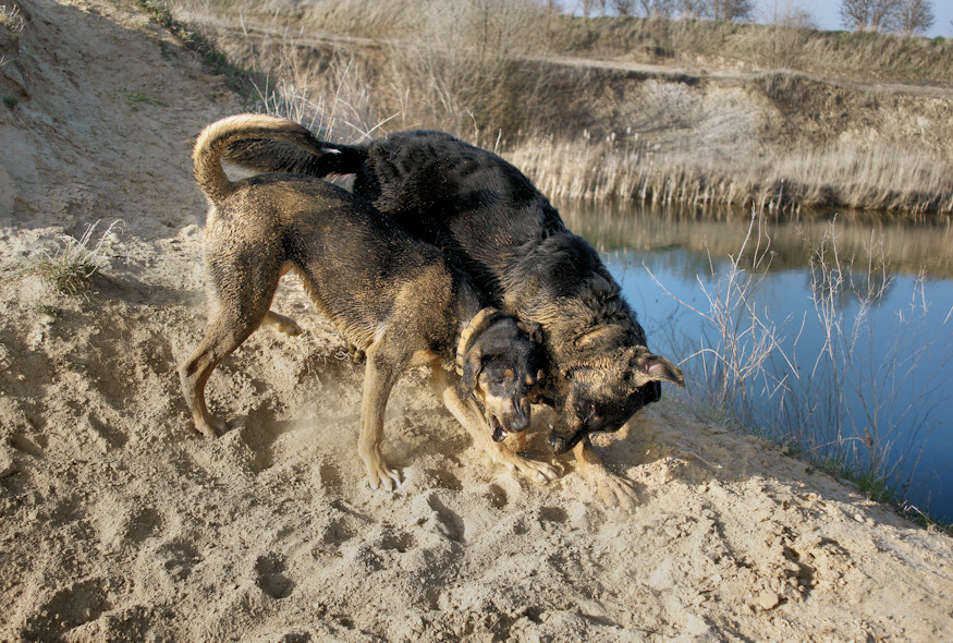Schwimmen und Toben - Hundeleben!