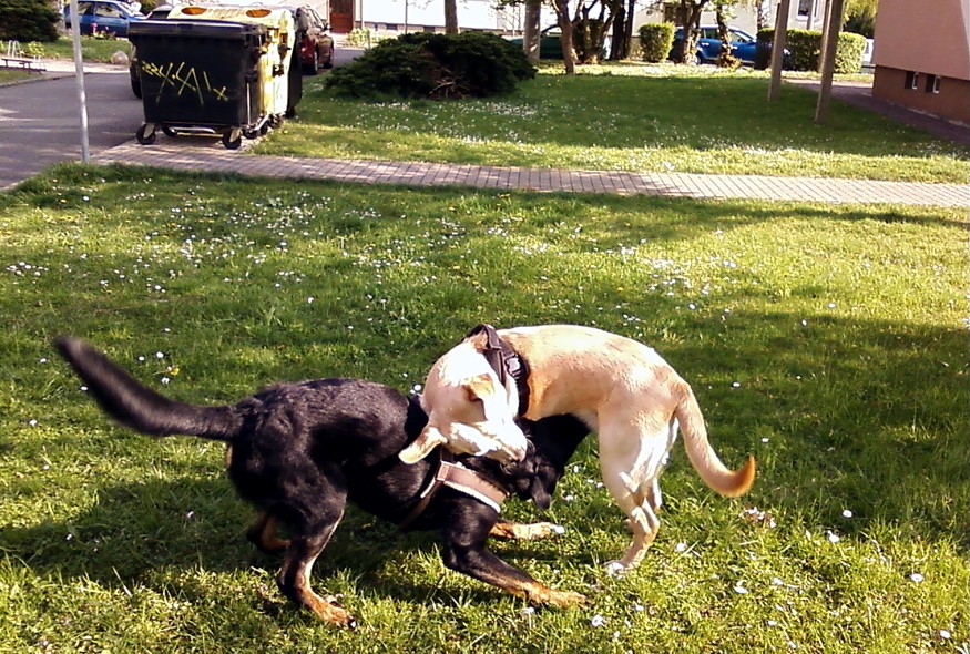 Tarek und Beagan beim Toben am 13.03.2014