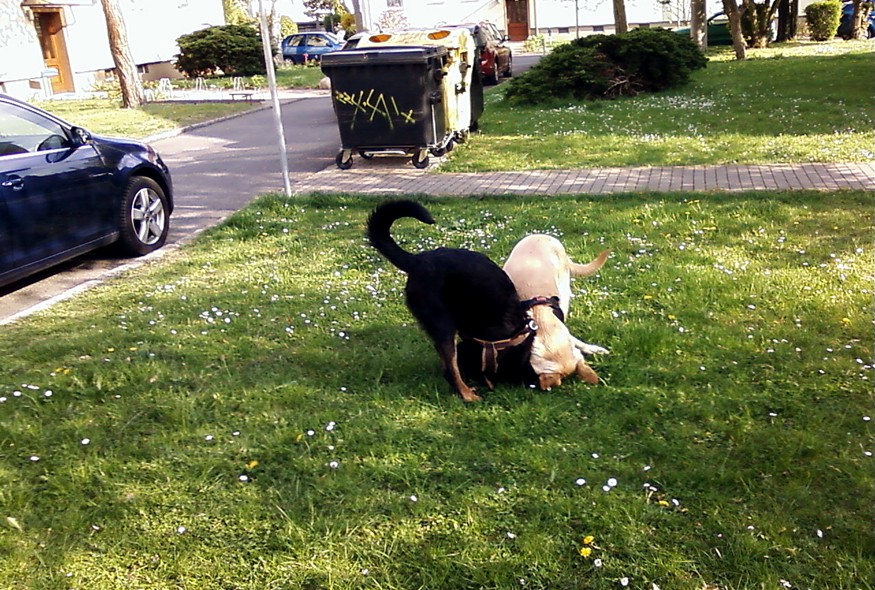 Tarek und Beagan beim Toben am 13.03.2014