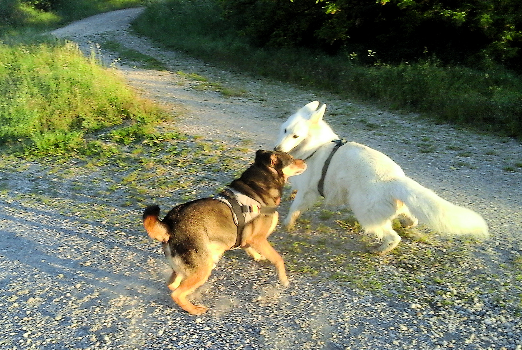 Yoda ist ein freundlicher Hundekumpel